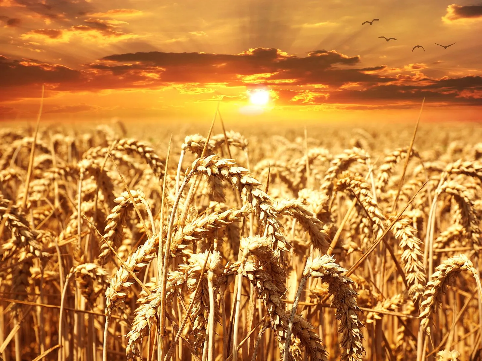Campo de trigo dorado al atardecer